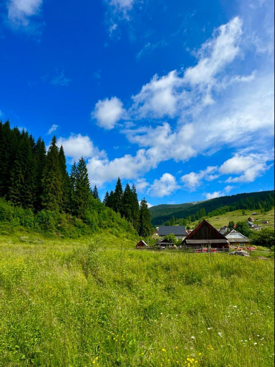 гірський прутець Буковель